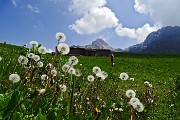 Anello di fiori sui Monti Vindiolo (2056 m) e Vetro (2054 m) da Pian Bracca (1111 m) di Zorzone di Oltre il Colle il 3 giugno 2015 - FOTOGALLERY